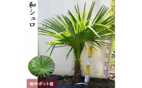 ＜すだ農園＞大苗◇常緑樹 和シュロ[地中ポット苗]※北海道・沖縄・離島への配送不可 150668 - 京都府亀岡市
