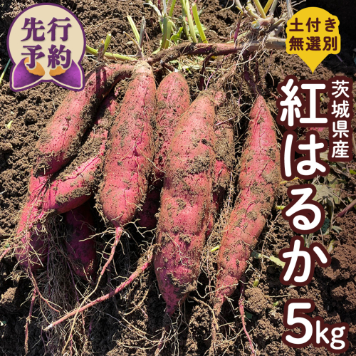 【 先行予約 】 土付き無選別 茨城県産 紅はるか 5kg 【 2024年11月より順次発送 】 さつまいも 芋 サツマイモ 甘い 焼き芋 スイートポテト ねっとり 土付き 無選別 [DX08-NT] 1507665 - 茨城県つくばみらい市