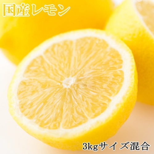 【産直】和歌山産レモン約3kg（サイズ混合）
※2024年3月中旬～5月下旬頃に順次発送予定 150836 - 和歌山県美浜町