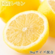 【産直】和歌山産レモン約3kg（サイズ混合）※2025年3月中旬～6月中旬頃に順次発送予定