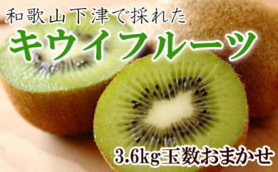 和歌山の下津で採れたキウイフルーツ約3.6kg（玉数おまかせ・秀品）
※2024年1月中旬～3月上旬頃に順次発送予定