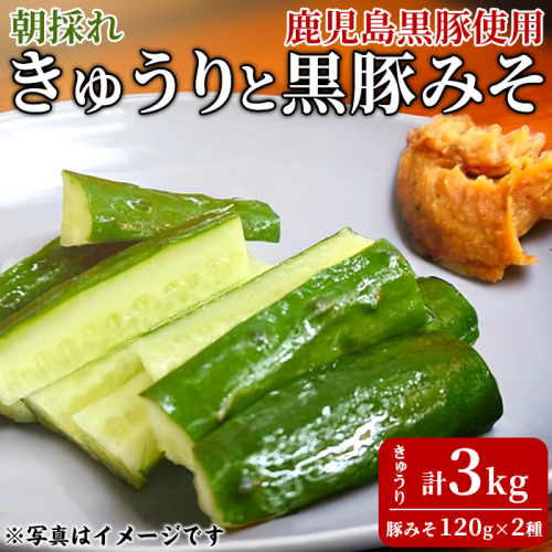 【0105905a】＜数量限定＞朝採れ！新鮮！きゅうり(3kg) と物産館おススメ黒豚みそ(計240g・120g×2種) セット キュウリ 採れたて 野菜 鹿児島黒豚 【東串良物産館ルピノンの里】 1509430 - 鹿児島県東串良町