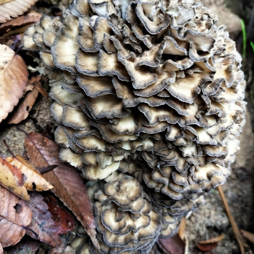京丹後市産　原木マイタケほだ木　派生品セット(3袋)
 1509652 - 京都府京丹後市