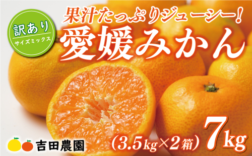 先行予約 訳あり 愛媛みかん 合計 7kg （ 3.5kg × 2箱 ） 14000円 愛媛 みかん 温州みかん こたつ みかん mikan 蜜柑 ミカン 家庭用 産地直送 国産 農家直送 糖度 期間限定 数量限定 特産品 ゼリー ジュース アイス 人気 限定 甘い フルーツ 果物 柑橘 先行 事前 予約 受付 ビタミン 美味しい おいしい サイズ ミックス 愛南町 愛媛県 吉田農園 1509654 - 愛媛県愛南町