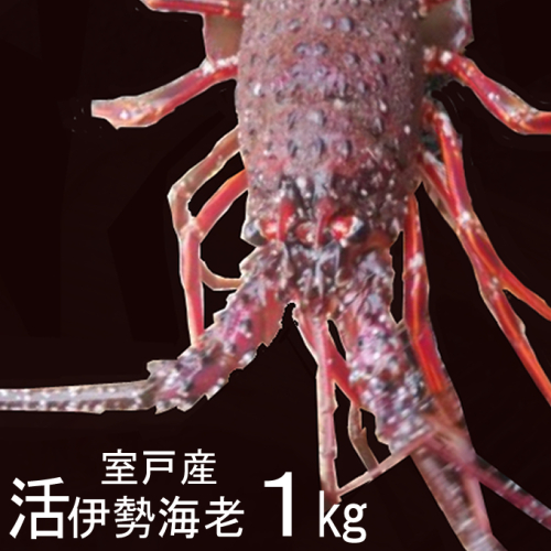 室戸産活伊勢エビ１ｋｇ 150986 - 高知県室戸市