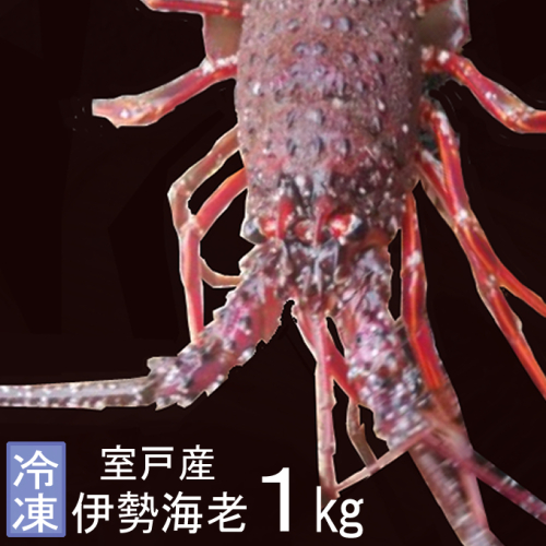 室戸産伊勢エビ1kg(冷凍) 150987 - 高知県室戸市