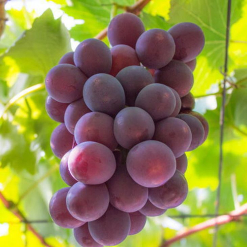 【夏秋の美味】フルーツ王国和歌山の"濃厚"種無しピオーネ 約2kg 151009 - 和歌山県美浜町