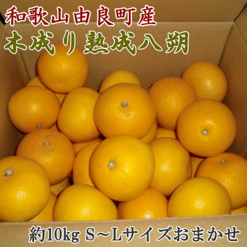 【産直】和歌山由良町産の木成り熟成八朔約10kg（S～Lサイズをお届け）　※2026年3月中旬～2026年4月中旬頃より順次配送予定 151020 - 和歌山県美浜町