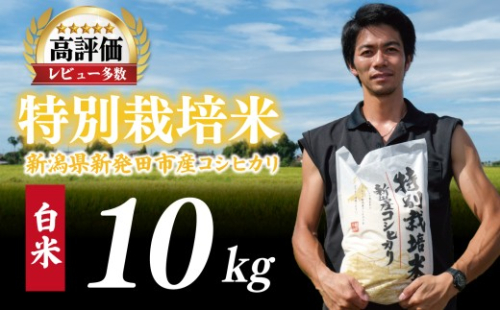 【最短7日発送】コシヒカリ 白米 10kg 令和7年産 特別栽培米 こしひかり 米  お米 こめ 新潟米 新潟県産 新潟産 新潟 新潟県 新発田産 新発田 新発田市 斗伸 toushin012_03