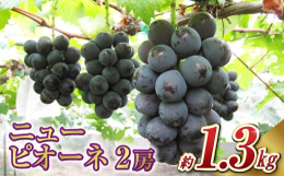 ●先行予約●2025年の収穫時期に順次出荷します！【配達不可：離島】1房650g前後のニューピオーネを2房化粧箱に入れました。色・つや・形にこだわった商品です。生鮮食品ですので、商品到着後冷蔵庫に入れ