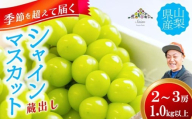 [季節を超えて届く][11月〜12月発送]蔵出し シャインマスカット 1.0kg以上(2〜3房) フルーツ 山梨県産 果物 シャイン マスカット ぶどう ブドウ 大粒 種なし 山梨 やまなし 富士川町