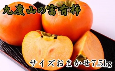 [柿の名産地]九度山の富有柿約7.5kgサイズおまかせ※2022年10月下旬～12月上旬頃に順次発送予定