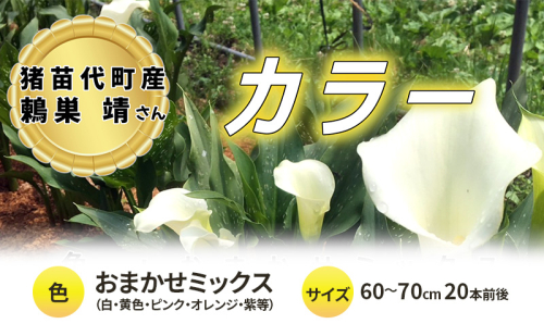 花 カラー ( 生花 ) 60～70cm おまかせミックス 20本前後 生産者：鶫巣靖 猪苗代産 プレゼント 贈り物 ギフト 1512314 - 福島県猪苗代町