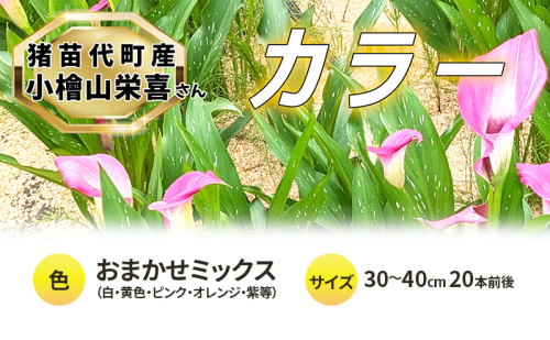 花 カラー ( 生花 ) 30～40cm おまかせミックス 20本前後 生産者：小檜山栄喜 猪苗代産 プレゼント 贈り物 ギフト 1512315 - 福島県猪苗代町