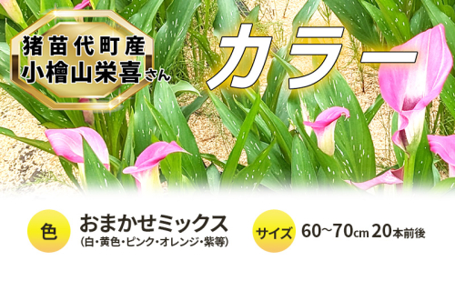 花 カラー ( 生花 ) 60～70cm おまかせミックス 20本前後 生産者：小檜山栄喜 猪苗代産 プレゼント 贈り物 ギフト 1512316 - 福島県猪苗代町