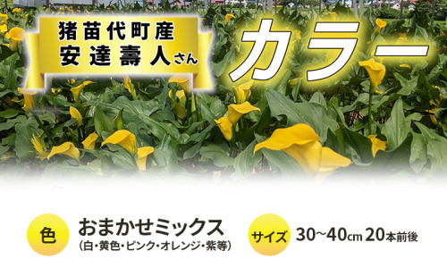 花 カラー（生花）30～40cm おまかせミックス 20本前後 生産者：安達壽人 猪苗代産 プレゼント 贈り物 ギフト 1512317 - 福島県猪苗代町