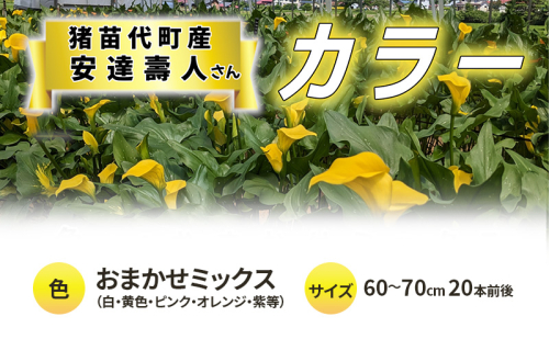 花 カラー（生花）60～70cm おまかせミックス 20本前後 生産者：安達壽人 猪苗代産 プレゼント 贈り物 ギフト 1512318 - 福島県猪苗代町