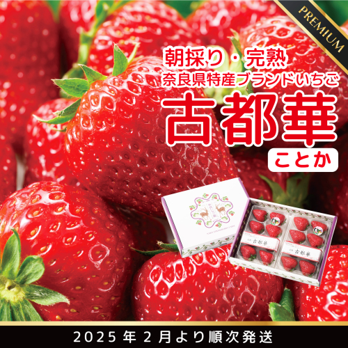 【先行予約】【2月発送】奈良県特産 高級ブランドいちご「古都華」// いちご イチゴ 古都華 フルーツ 果物 旬 限定 ブランド 1512414 - 奈良県広陵町