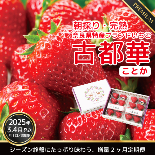 【ふるさと納税】【3・4月増量発送】奈良県特産 高級ブランドいちご「古都華」旬の２ヶ月定期便 // いちご イチゴ 古都華 フルーツ 果物 旬 限定 ブランド 定期便 1512548 - 奈良県広陵町