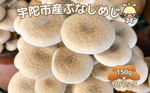 宇陀市産 ぶなしめじ 150g × 16パック / キノコ倶楽部 しめじ キノコ きのこ 菌床 鍋料理 鍋 送料無料 農家直送 ふるさと納税 詰め合わせ 奈良県 宇陀市 1512800 - 奈良県宇陀市