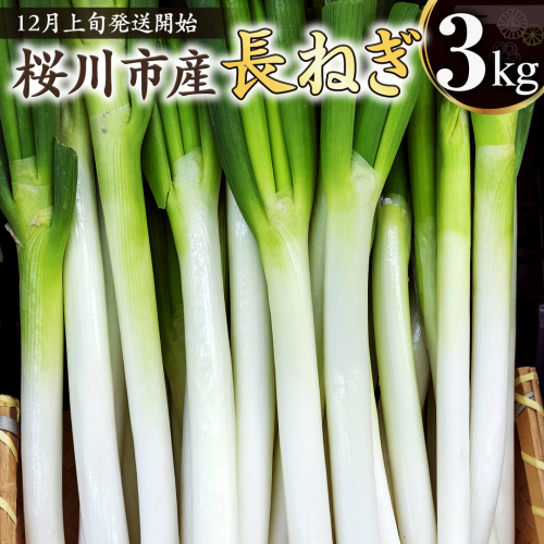 【2024年12月上旬発送開始】桜川市産 長ねぎ 約3kg ねぎ ネギ 野菜 鍋 [EH001sa] 1514481 - 茨城県桜川市