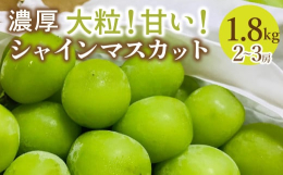 【商品詳細】ぶどう名産地 山梨より大人気品種シャイマンマスカットを農家直送でお届け致します。ぶどう名産地山梨笛吹の採れたて新鮮なシャインマスカットは大粒で甘さも抜群です。香りも高く、皮ごとパクッと食べ