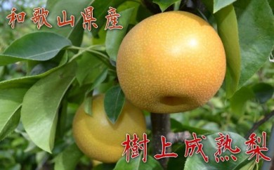 【秋の美味】和歌山の樹上成熟梨 約4kg 151579 - 和歌山県美浜町