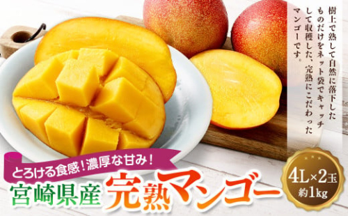 ＜宮崎県産完熟マンゴー 4L×2玉（約1kg）＞2025年4月中旬～7月下旬までに順次出荷 果物 くだもの フルーツ アーウィン マンゴー デザート 甘味 完熟 宮崎 1515907 - 宮崎県高鍋町