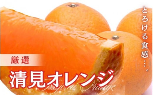 ＜2月より発送＞厳選 清見オレンジ1.5kg+45g（傷み補償分）【光センサー食頃出荷】【樹上完熟きよみオレンジ・清見タンゴール・清美】 ※北海道・沖縄・離島への配送不可【ikd196】 1516176 - 和歌山県北山村