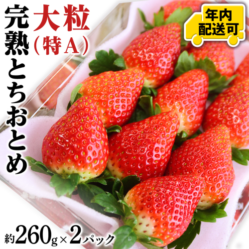 【12/17までの申込で年内にお届け！】完熟 とちおとめ 約260g×2パック 年内お届け 国産 いちご イチゴ 苺 果物 フルーツ 茨城県産 KEK[BC079sa] 1516504 - 茨城県桜川市
