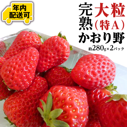 【12/15までの申込で年内にお届け！】 完熟 かおり野 約280g×2パック 年内お届け 国産 いちご イチゴ 苺 果物 フルーツ 茨城県産 KEK[BC081sa] 1516505 - 茨城県桜川市