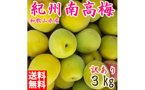 青梅 約3kg 訳あり 紀州南高梅 シロップ・梅酒・梅干し用など 和歌山県有田産 2026年5月下旬～7月上旬発送予定 1517350 - 和歌山県有田川町