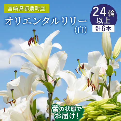 「オリエンタルリリー ユリ」(白) 計6本 生花 切花 百合 国産_T045-001 1517351 - 宮崎県都農町