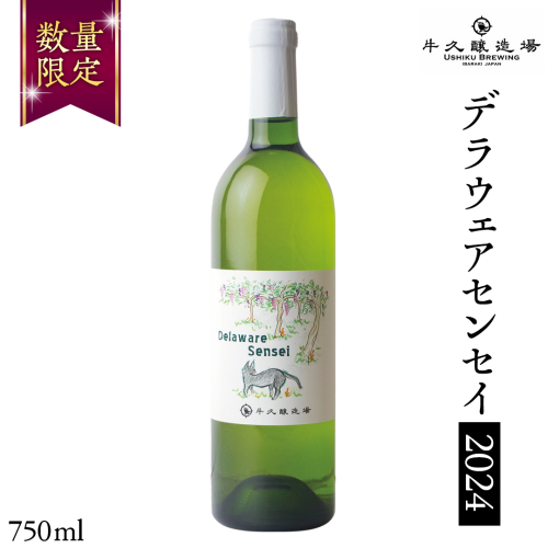 【 新酒 】デラウェアセンセイ Delaware Sensei 2024 750ml×1本 茨城県産 牛久醸造場 日本ワイン ワイン 白ワイン 750ml ミディアムボディ お酒 贈り物 葡萄 ぶどう 1517483 - 茨城県牛久市