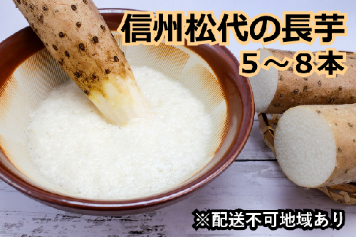信州松代の長芋　調理しやすい食べきりサイズ5～8本入り 151759 - 長野県長野市