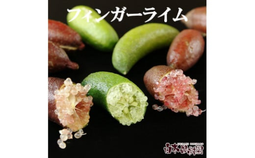 【先行予約】＜白木果樹園産＞  フィンガーライム 約100g 100グラム 当店おまかせ 果物 くだもの 果実 柑橘類 柑橘 フレッシュ 新鮮 お酒 果実酒 ジュース デザート 料理 お取り寄せ 国産 1517907 - 高知県土佐市