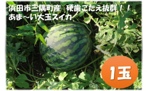 【先行予約】浜田市三隅町産の硬くて歯ごたえのある甘い大玉スイカ1玉〈2025年7月中旬から発送〉 【1992】 1518050 - 島根県浜田市