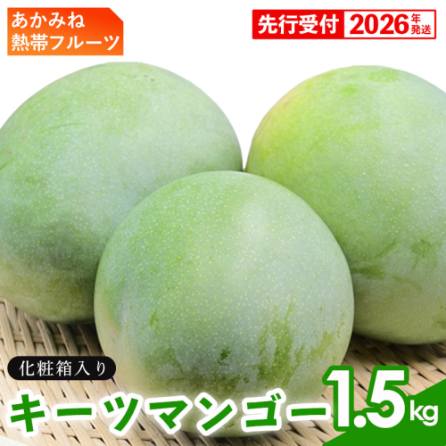 【化粧箱入】【先行受付・2026年発送】あかみね熱帯フルーツのキーツマンゴー約1.5kg - 先行予約 沖縄県産 産地直送 南国フルーツ 旬の味覚 季節の果物 希少種 化粧箱 ギフト 沖縄県 八重瀬町 1518319 - 沖縄県八重瀬町