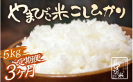 定期便 ≪3ヶ月連続お届け≫ 米 令和6年産 コシヒカリ 新庄やまびこ米（白米）5kg × 3回 計15kg [m23-c002]