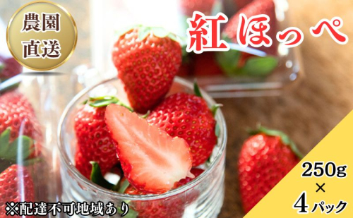瀬戸内 牛窓産 いちご 紅ほっぺ 約1kg（約250g×4パック） 苺 イチゴ 岡山県 瀬戸内市 1519579 - 岡山県瀬戸内市