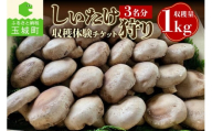 きのこ狩り　(収穫体験チケット3名分)収穫量1kg