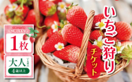 [千葉県君津市 高橋いちご園]いちご狩りチケット 大人(4歳以上)1名様分 | イベント チケット いちご園 利用券 チケット 観光 千葉県 君津市