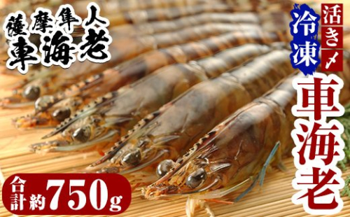 D-004 活き〆冷凍車海老「薩摩隼人車海老」6パック【MBC開発】 152143 - 鹿児島県霧島市