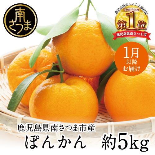 【1月発送】数量限定！ 鹿児島県産 ぽんかん 約5kg ポンカン 果物 フルーツ 柑橘 常温 JA 南さつま市 152170 - 鹿児島県南さつま市