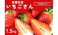 ＜先行予約受付中・令和7年2月以降順次発送＞濃厚苺”いちごさん” 1.5kg（A13720-04）