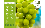 ＜先行予約受付中・令和7年7月下旬以降順次発送＞【濃厚芳醇】佐賀県唐津産シャインマスカット  1.5kg（A13731-04）