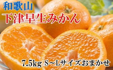 【産直】下津早生みかん7.5kg(S～Lサイズおまかせ)　※2020年11月上旬頃～2021年1月中旬頃に順次発送予定 152194 - 和歌山県美浜町