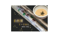 ＜12月より順次発送＞自然薯 1～2本入り(約800g～900g)【1551579】