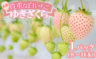 いちご 大玉!希少 白いちご ゆきざくら (1パック 8玉又は11玉入り) イチゴ 果物 ギフト ※配送不可:離島