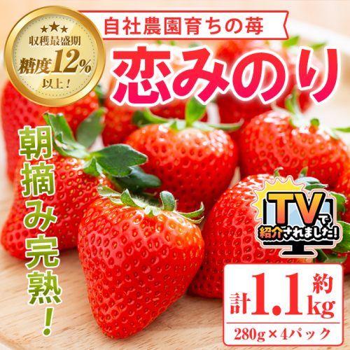 ＜先行予約受付中！2026年1月以降順次発送予定＞農園ガーデン空産いちご 恋みのりセット(計1.1kg・280g×4P)国産 イチゴ 苺 フルーツ 果物【農園ガーデン空】akn026-02 152222 - 鹿児島県阿久根市